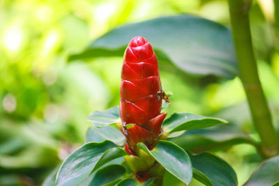 Close-up of red rose flower