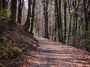 View of trees in the forest