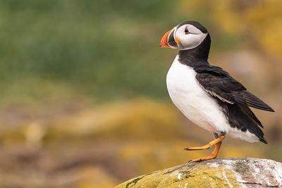 Side view of puffin perching on rock