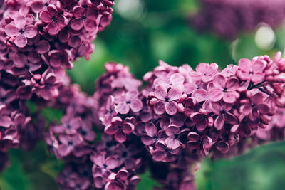 Close-up of pink flowering plant