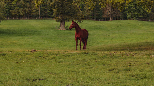 Horse standing in a field