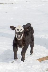 Brockle faced calf standing in snow.