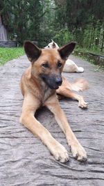 Portrait of dog lying on wood