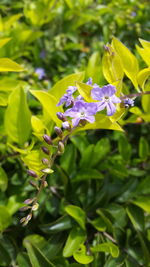 Close-up of purple flowers