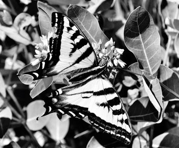 Close-up of butterfly pollinating on flower