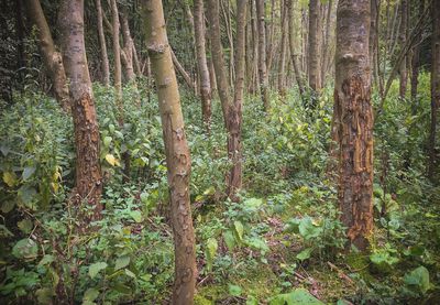 Trees in forest