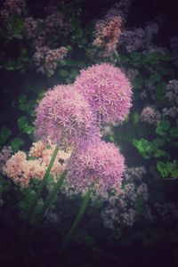 Close-up of pink flowers blooming outdoors
