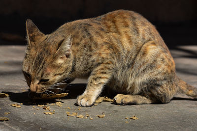 Close-up of a cat looking away