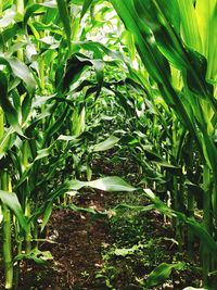 Close-up of bamboo plants
