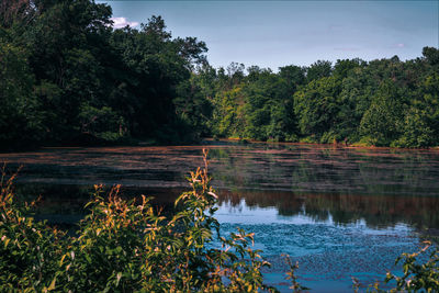 Scenic view of lake against trees in forest