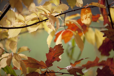 Close-up of autumn leaves on branch