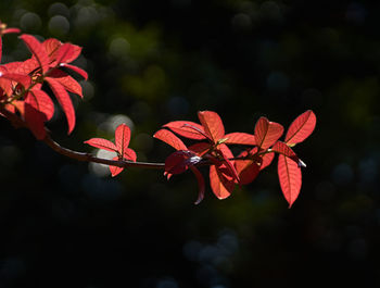 Close-up of red flowering plant
