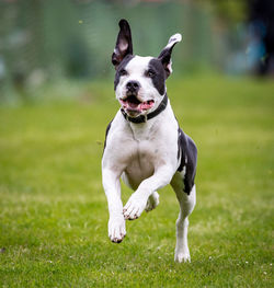 Portrait of dog on grassy field