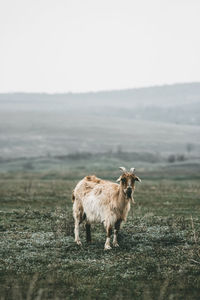 Sheep standing in a field