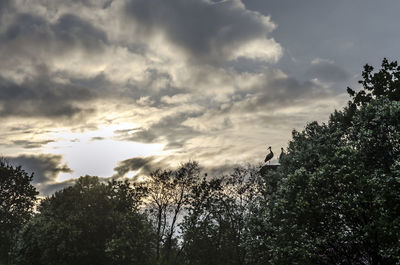 Low angle view of trees against cloudy sky