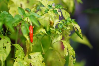 Close-up of red chili peppers on plant