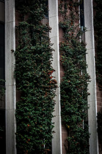 Plants growing on a tree