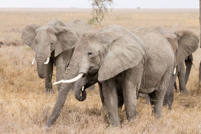 View of elephant on field