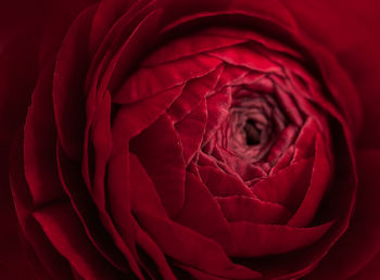 Extreme close-up of flower head with water drops