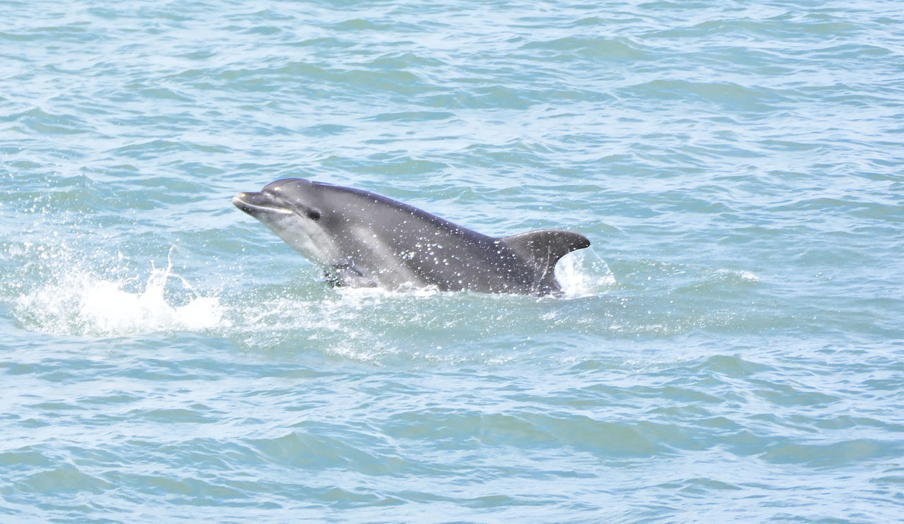 Tursiops truncatus