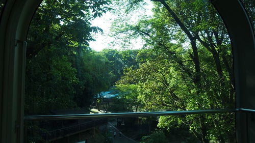 Trees in forest