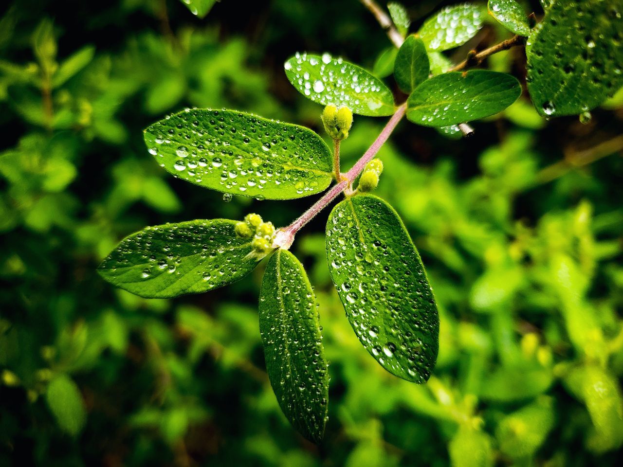 green color, growth, plant, leaf, plant part, close-up, beauty in nature, nature, focus on foreground, no people, day, freshness, water, outdoors, vulnerability, tranquility, selective focus, drop, fragility, leaves, raindrop