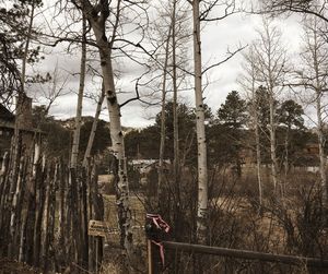 Trees in forest against sky