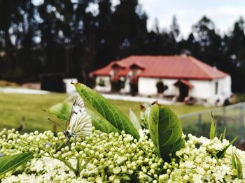 Close-up of fresh green plant against white wall