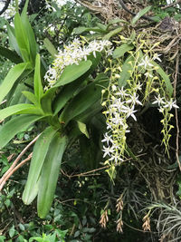 Close-up of fresh green plants