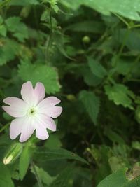 Close-up of flower