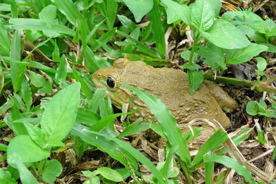 High angle view of insect on plant