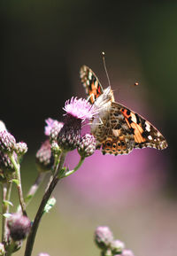 Close-up of butterfly pollinating on purple flower