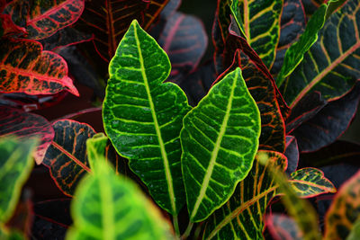 Close-up of plant leaves on field