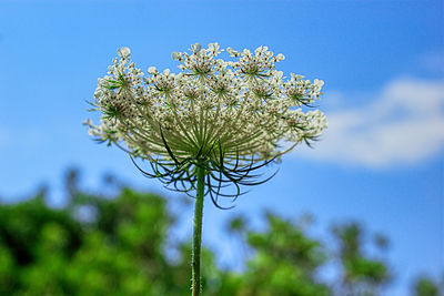 Low angle view of flowering plant against blue sky