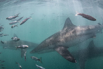 Fish swimming in sea