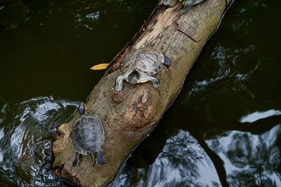 High angle view of duck on lake