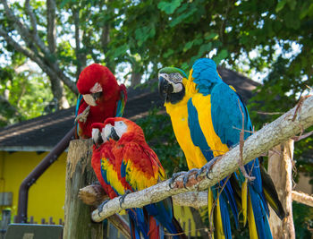 Close-up of parrot perching on tree