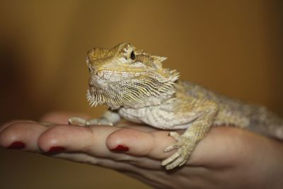 Close-up of cropped hand