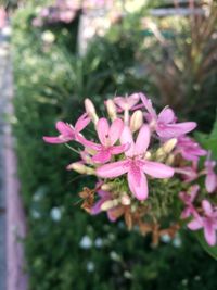 Close-up of pink flowers blooming outdoors