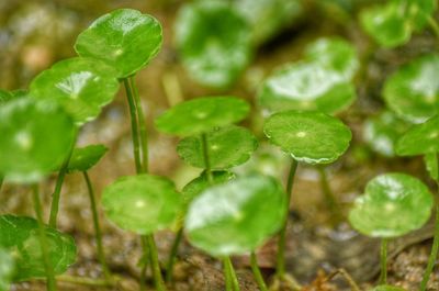 Close-up of plants in water