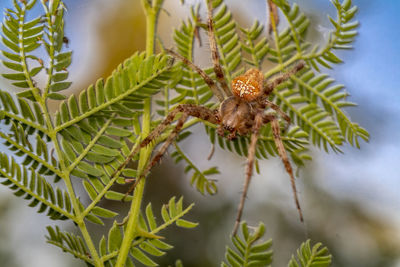 Macro photo of a beautiful spider waiting for the cool air of the coming evening