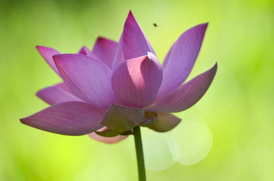 Pink Lotus form