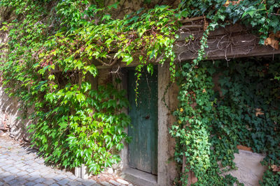 Ivy growing on wall of building