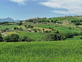 Scenic view of agricultural field against sky