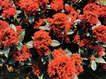 Close-up of red flowering plants