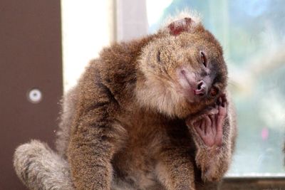 Close-up of a cat yawning