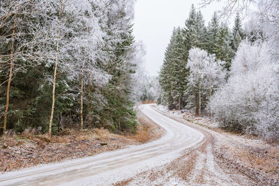 Road amidst trees in forest during winter