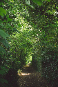 Trees growing in forest