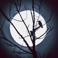Low angle view of bare tree against sky