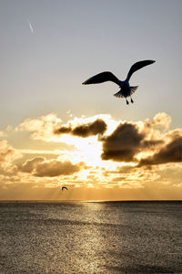 Seagull flying over sea against sky during sunset